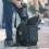 Рюкзак Case Logic KDB-101 Black